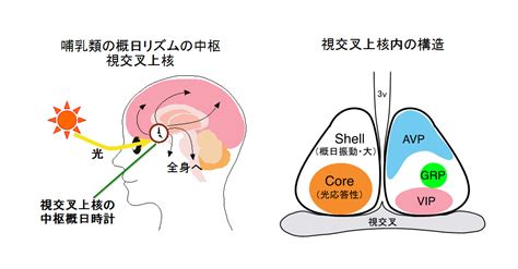 視交叉城郭|時間差を捉える哺乳類体内時計中枢